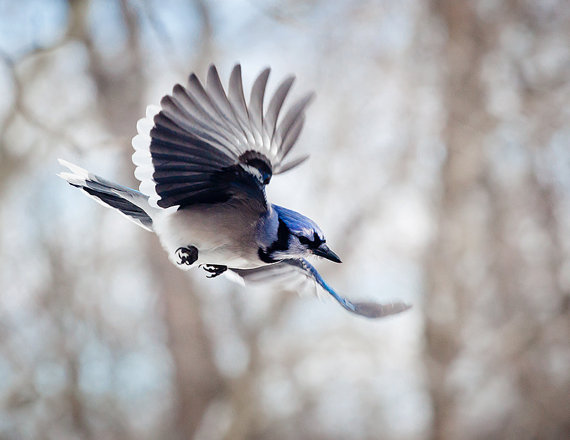 il_570xN.485976271_ekht